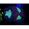 WYSIWYG Caulastrea echinulata 12K3