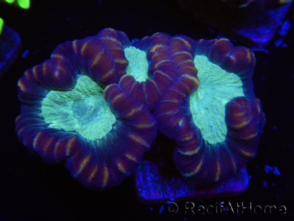 WYSIWYG Caulastrea echinulata 12K4