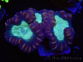 WYSIWYG Caulastrea echinulata 12K4