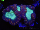 WYSIWYG Caulastrea echinulata 12K4
