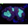 WYSIWYG Caulastrea echinulata 12K4