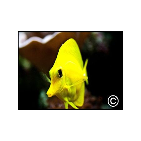 Zebrasoma flavescens