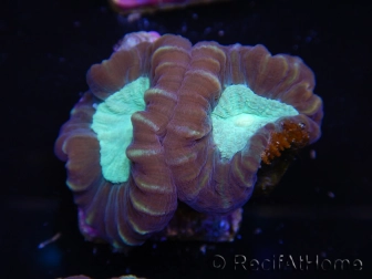 WYSIWYG Caulastrea echinulata 12K2