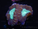 WYSIWYG Caulastrea echinulata 12K2