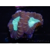 WYSIWYG Caulastrea echinulata 12K2