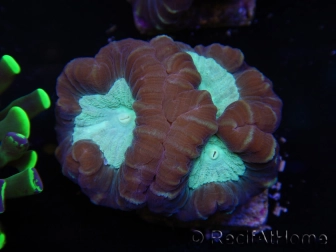 WYSIWYG Caulastrea echinulata 12K3