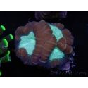 WYSIWYG Caulastrea echinulata 12K3