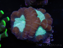 WYSIWYG Caulastrea echinulata 12K3