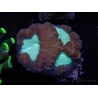 WYSIWYG Caulastrea echinulata 12K3