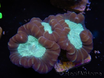 WYSIWYG Caulastrea echinulata 12K4