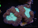WYSIWYG Caulastrea echinulata 12K4