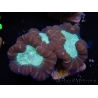 WYSIWYG Caulastrea echinulata 12K4