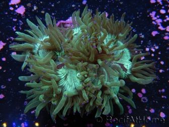 WYSIWYG Catalaphyllia jardinei 13 (6 cm)