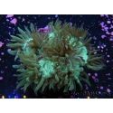 WYSIWYG Catalaphyllia jardinei 13 (6 cm)