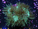 WYSIWYG Catalaphyllia jardinei 13 (6 cm)