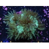 WYSIWYG Catalaphyllia jardinei 13 (6 cm)