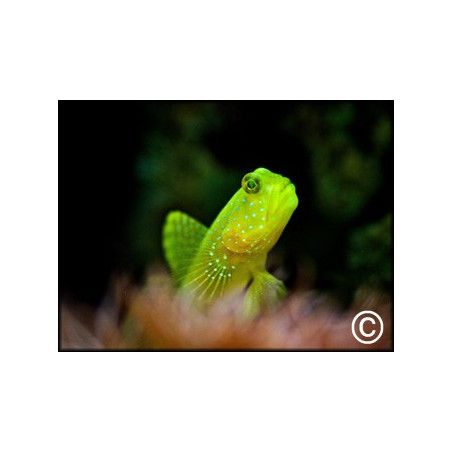 Cryptocentrus cinctus
