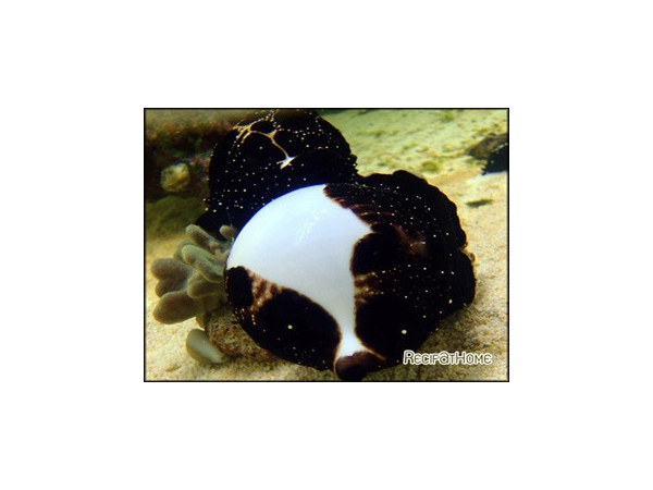 Ovula ovum