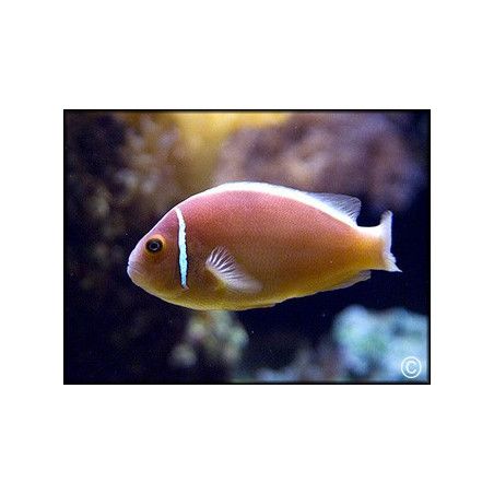 Amphiprion perideraion	  
