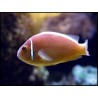 Amphiprion perideraion	  