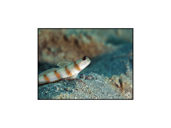 Amblyeleotris steinitzi