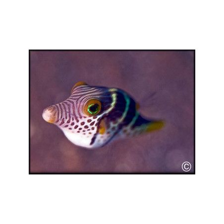 Canthigaster valentini