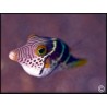 Canthigaster valentini
