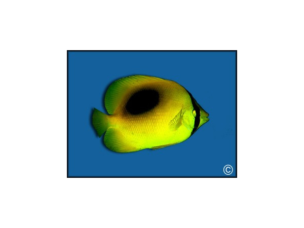 Chaetodon speculum