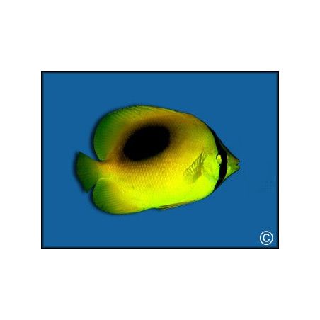Chaetodon speculum