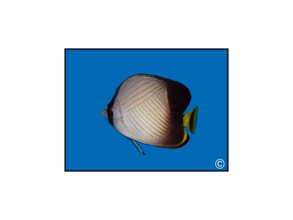 Chaetodon decussatus
