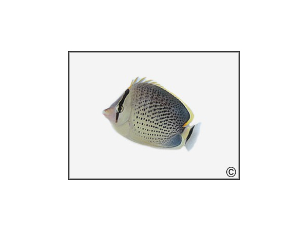 Chaetodon guttatissimus