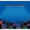LED AP9X Kessil