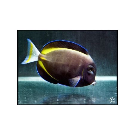 Acanthurus glaucopareius