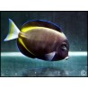 Acanthurus glaucopareius