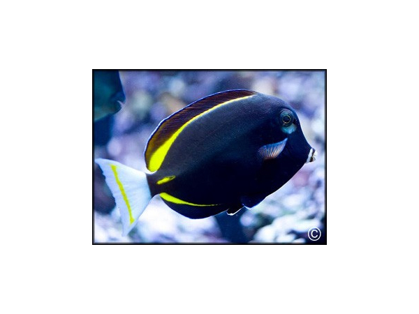Acanthurus glaucopareius