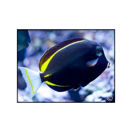 Acanthurus glaucopareius