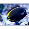 Acanthurus glaucopareius