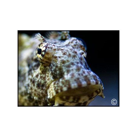 Salarias fasciatus