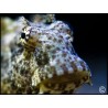 Salarias fasciatus