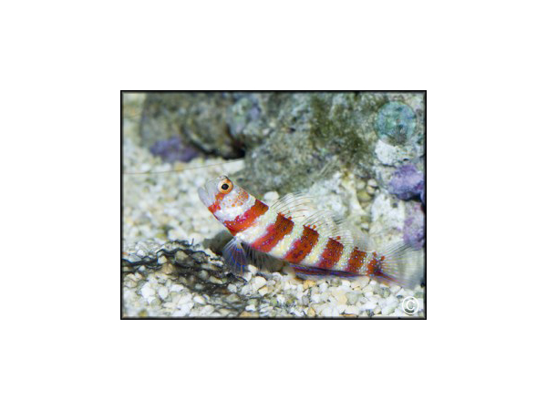 Amblyeleotris wheeleri