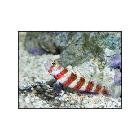 Amblyeleotris wheeleri