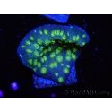 Echinopora lamellosa vert S
