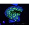 Echinopora lamellosa vert S