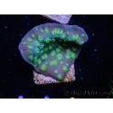 Echinopora lamellosa vert S