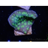 Echinopora lamellosa vert S