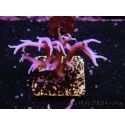 Seriatopora histrix rose S