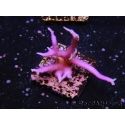 Seriatopora histrix rose S