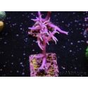 Seriatopora histrix rose S