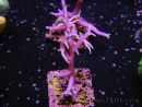 Seriatopora histrix rose S