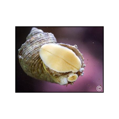 Escargot Astrea